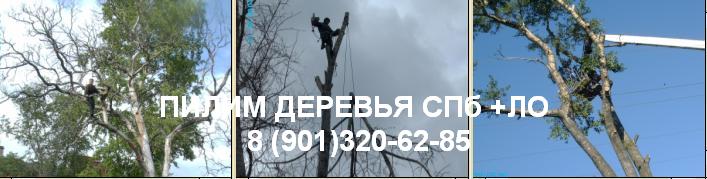 ВАЛКА ДЕРЕВЬЕВ ЧАСТЯМИ 89013206285 Пилим деревья в пригородах Санкт-Петербурга и Лен области более 10 лет
