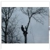 Валка деревьев 89013206285 Крепление вершины для последующего спиливания с подвесом - Санкт-Петербург и Ленинградская обл
