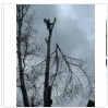 Валка деревьев частями 89013206285 Снятие вершины - Санкт-Петербург и Ленинградская область