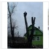 Удаление деревьев 8(901)320-62-85 Топирование тополей СПб и Ленобласть