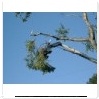 Удаление опасных деревьев 89013206285 Завешивание ветвей гигантского тополя. Всеволожск, Ленинградская обл