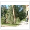 Валка деревьев частями 89013206285. Поэтапная распиловка опускаемой кроны. Токсово, Ленинградская область